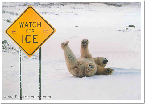 funny polar bears picture : drunk slide sliding watch for ice