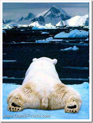 funny polar bears picture : asleep spleepy relax