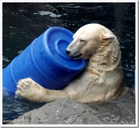funny polar bears picture : love friendship