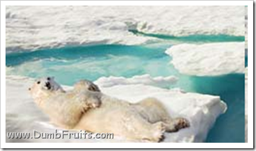 funny polar bears picture : asleep spleepy relax