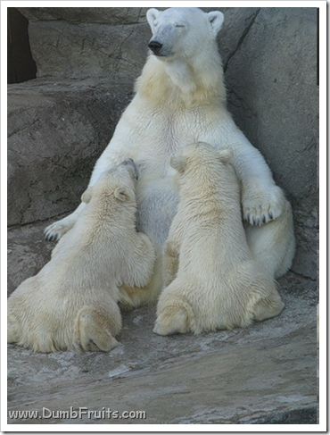 funny polar bears picture : love friendship tickling