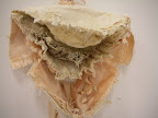 Ballet Series, 2007. (Detail)