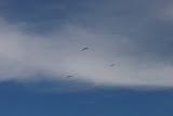 P9230147.JPG