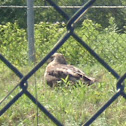 Red-tailed Hawk