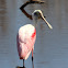 Roseate Spoonbill