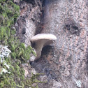 Oyster Mushroom
