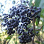 Elderberry