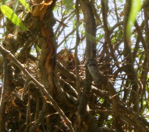 Spotting Image 1