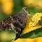 Long-tailed Skipper