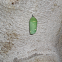 Monarch Caterpillar Cocoon