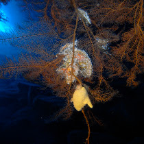 Kauai Food Web