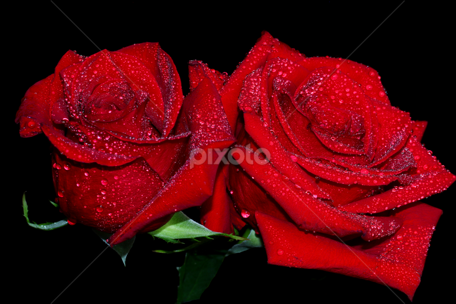 Two Red Roses Flower Arangements