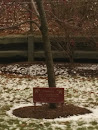Ed Seyboldt Memorial Tree