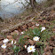 Bloodroot