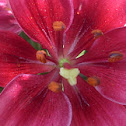 Lilium