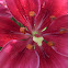 Lilium