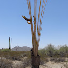 Saguaro Cactus
