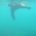 Galapagos Sea Lion
