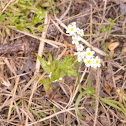 Popcorn flower