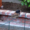 Dark-eyed Junco