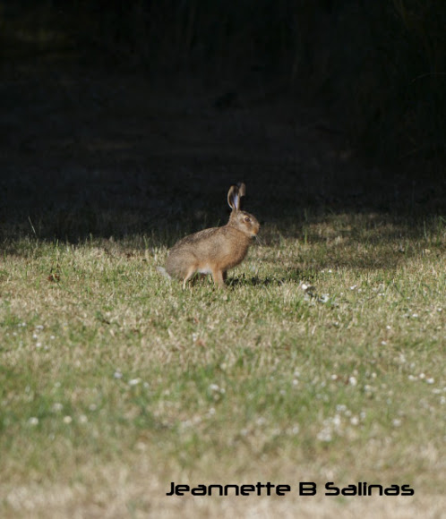 Spotting Image 1