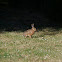 European brown hare