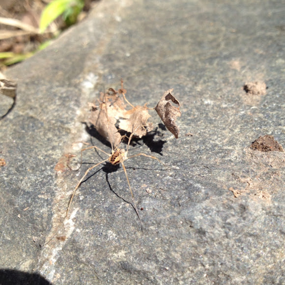 Spotting Image 1