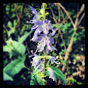 American Bellflower