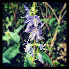 American Bellflower