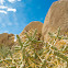 Pencil cholla cactus