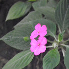 Impatiens