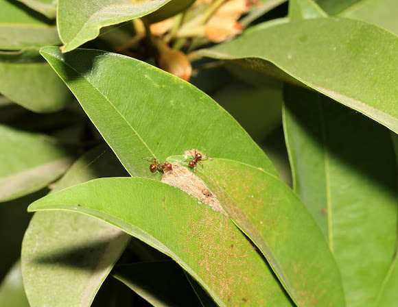 Spotting Image 1