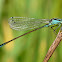 Caballito del diablo (Blue-tailed Damelfly)