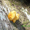 Dryad's saddle