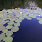 Water Lily