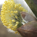Osier - Catkins