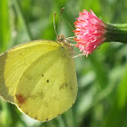 Sulfur