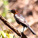 Great-tailed Grackle