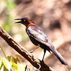 Great-tailed Grackle