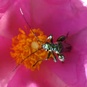 Thick-Legged Flower Beetle