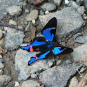 Periander Swordtail