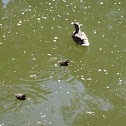 Mallard Duck