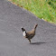 Dusky Grouse (hen)