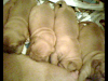 Dogo De Burdeos Cachorritos