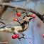 Cedar Waxwing
