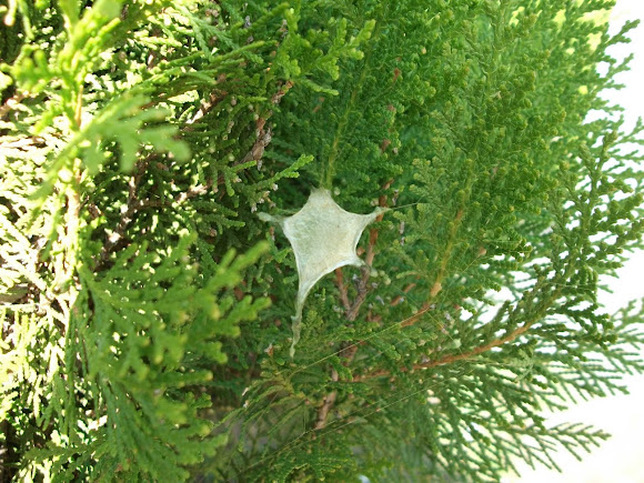 Spotting Image 1