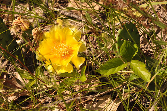 Spotting Image 1
