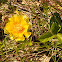 Prickly pear Cactus