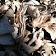 Red-sided garter snake