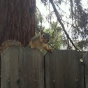 Fox Squirrel